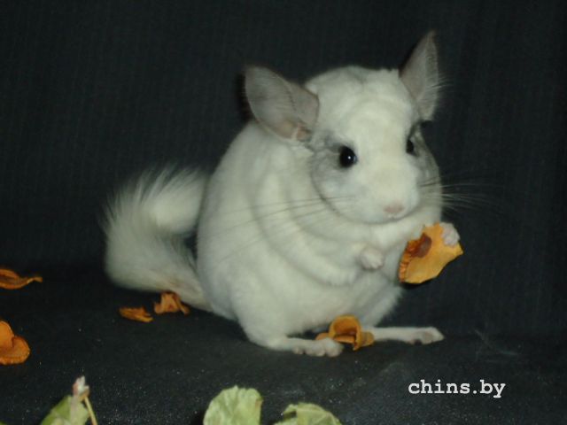 DSC03206.JPG