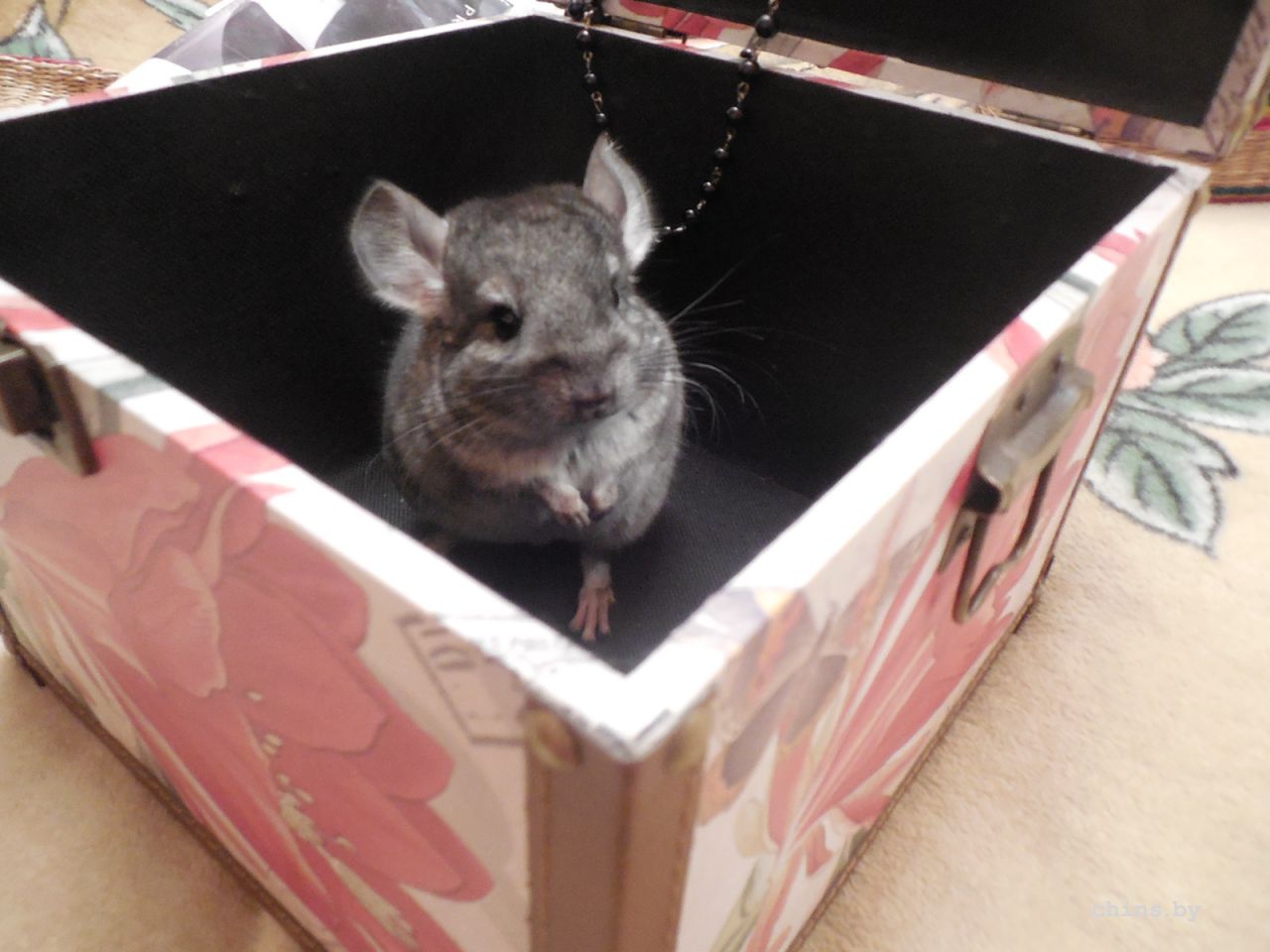 Изображение 401.jpg