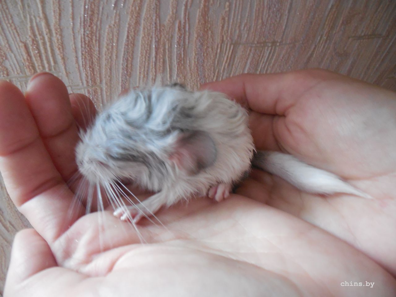 Изображение 305.jpg