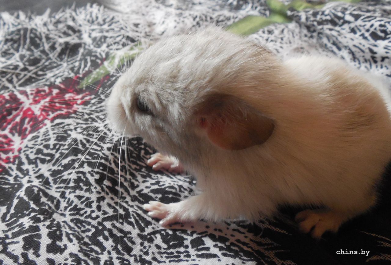 Изображение 340.jpg