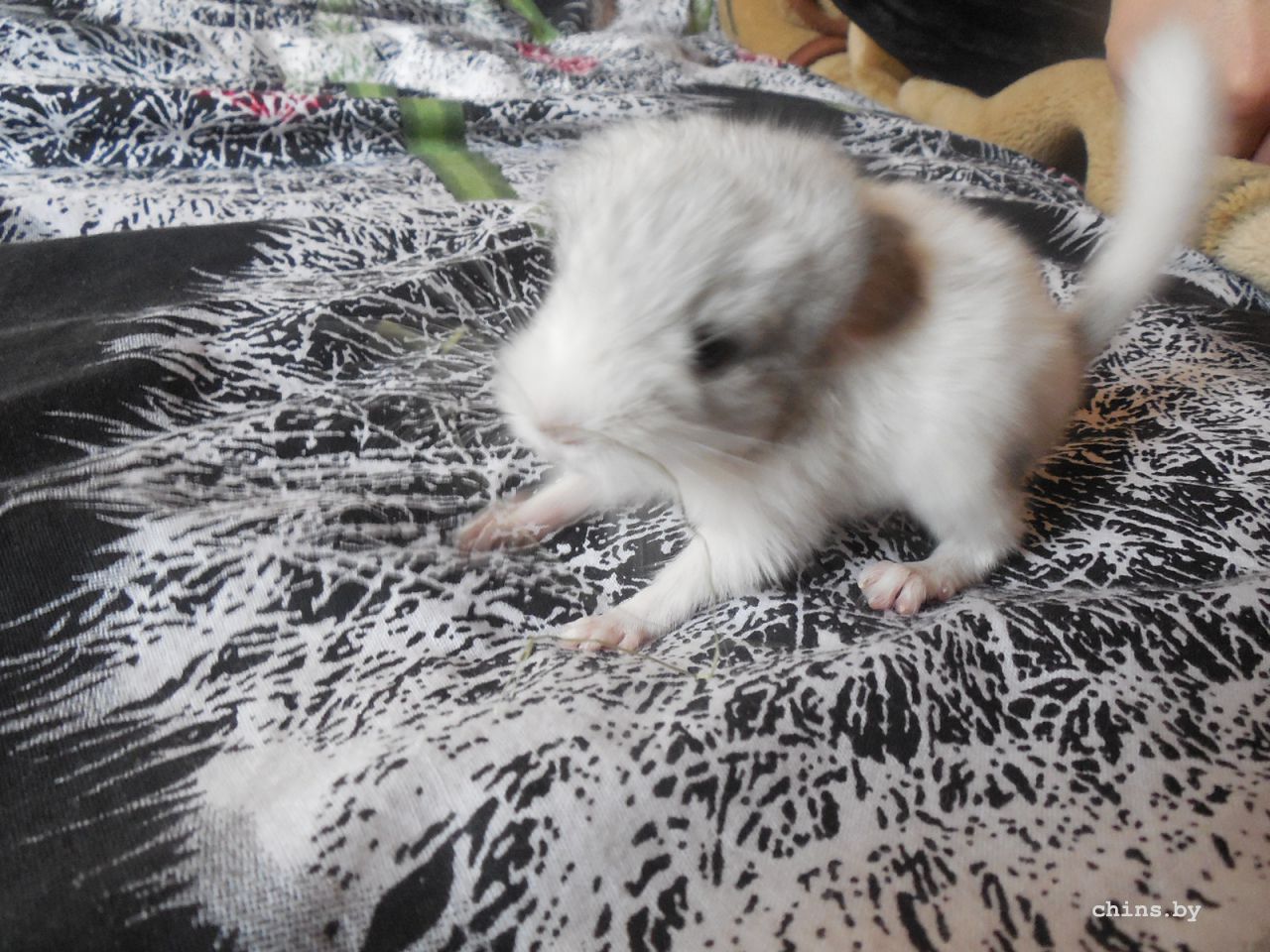 Изображение 343.jpg