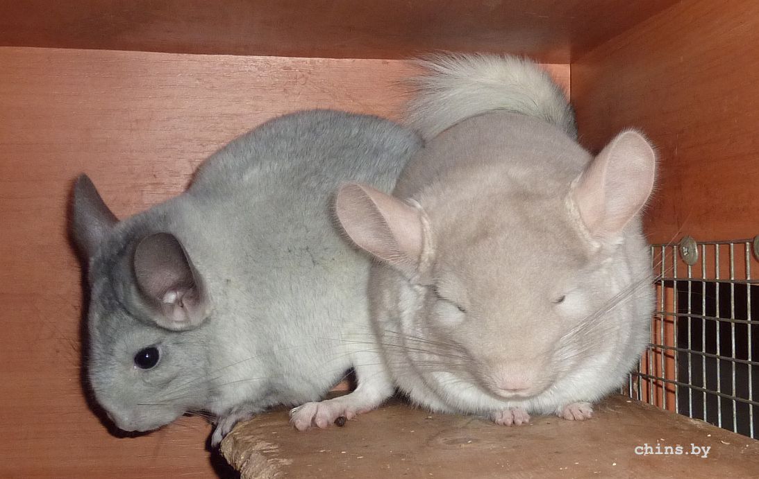 Гермес и Тор4.jpg