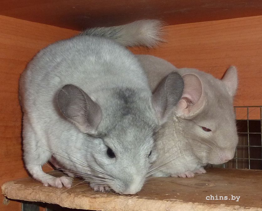 Гермес и Тор2.jpg