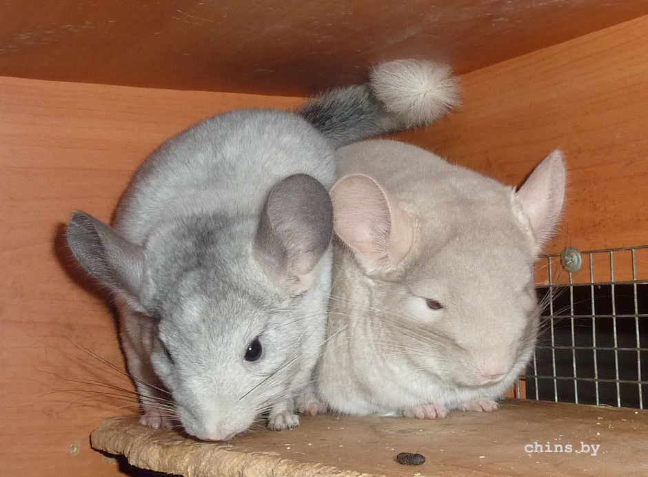 Гермес и Тор.jpg