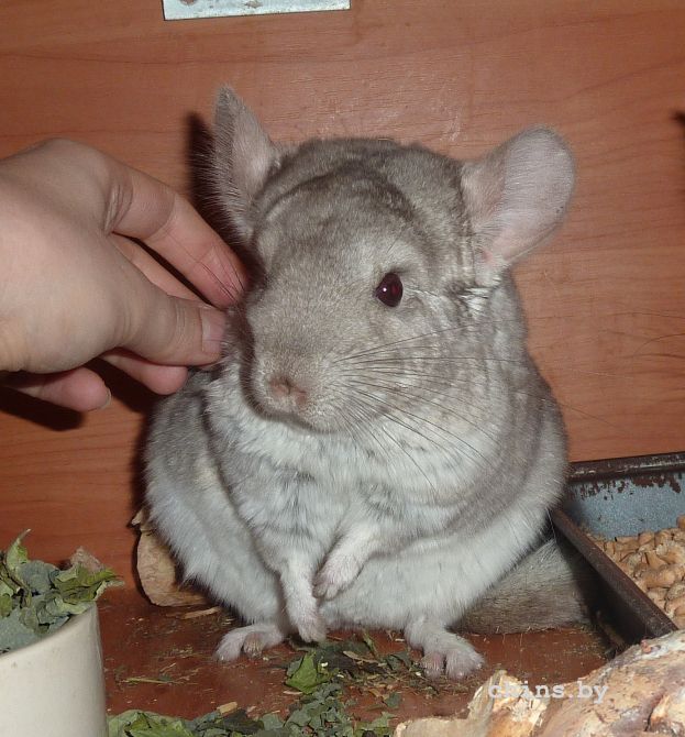 Чё, серьезно вкусняшки закончились....jpg