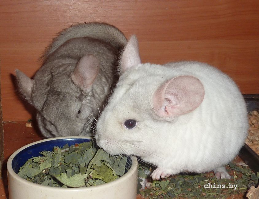 Гера и Мила2.jpg