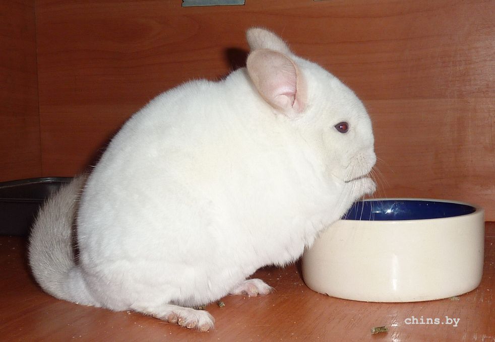 Белоснежка - сжатая.jpg