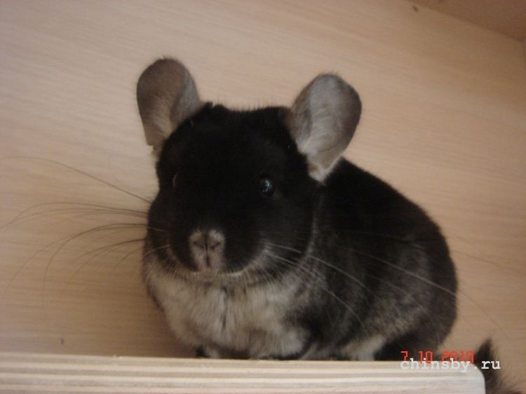 Изображение 170.jpg