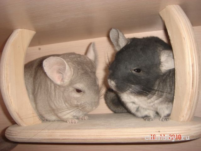 Изображение 1134.jpg