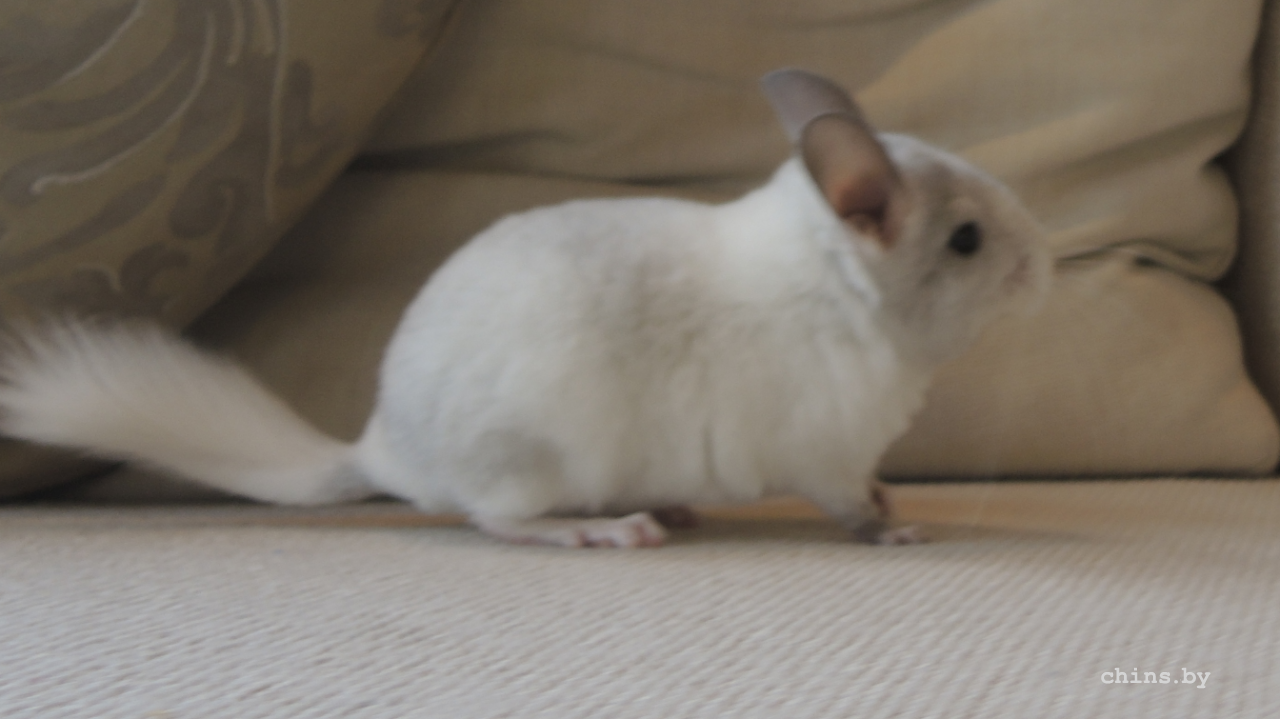 Снимок экрана (1).png