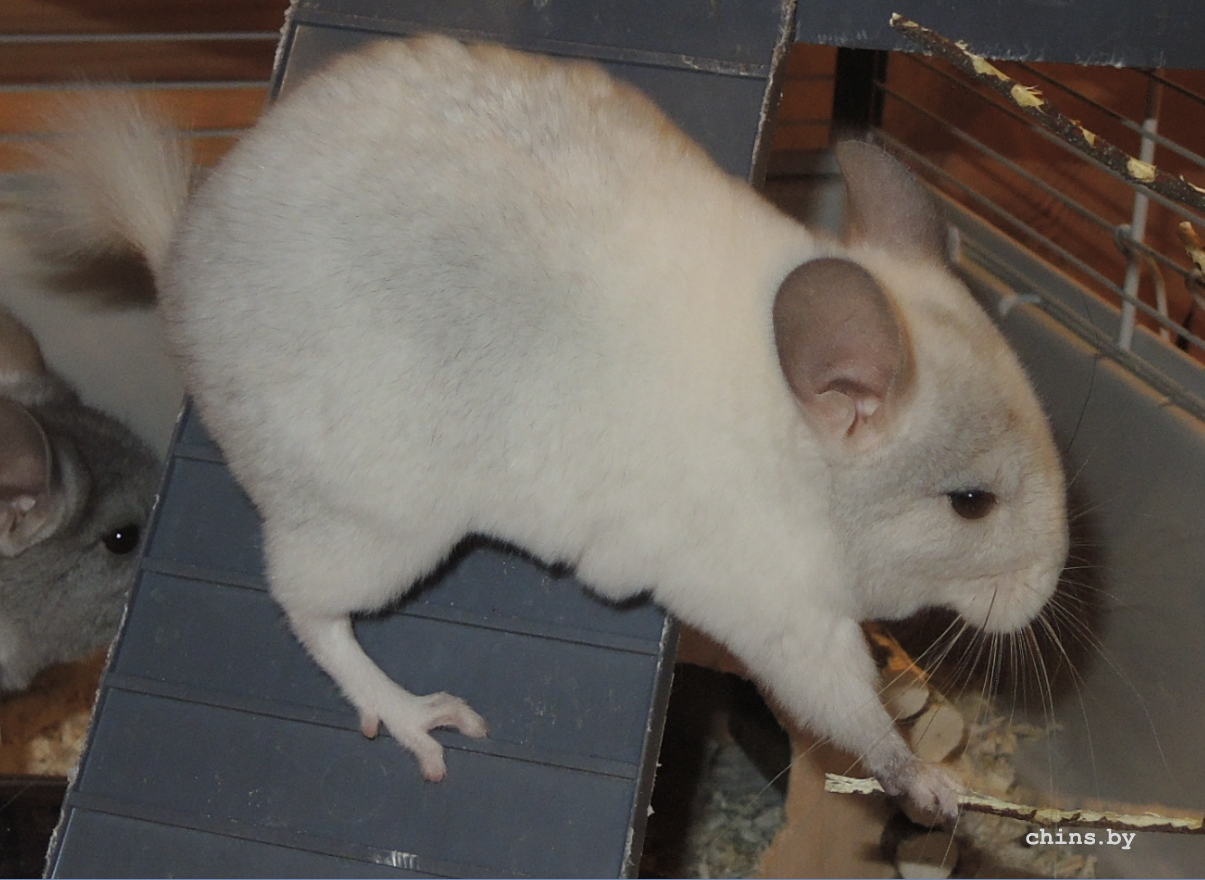 Снимок экрана (3).png