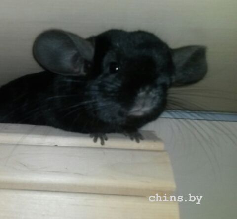 2015-10-03 19.58.16.jpg