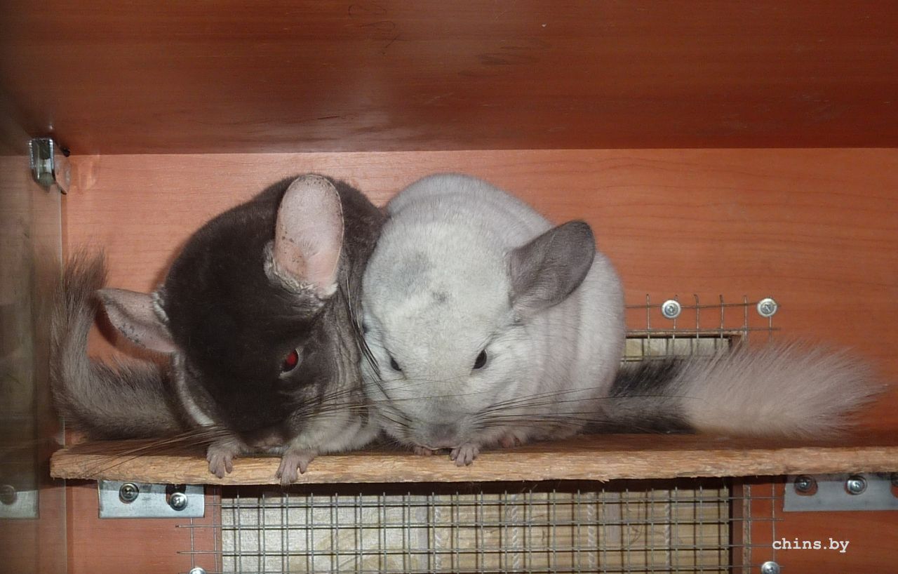 Семейная пара3.jpg