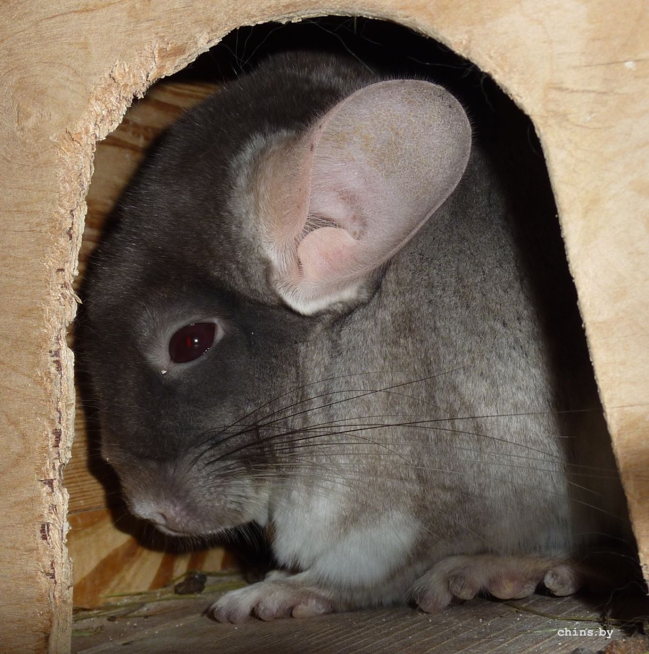 Привет от Мартына!.jpg