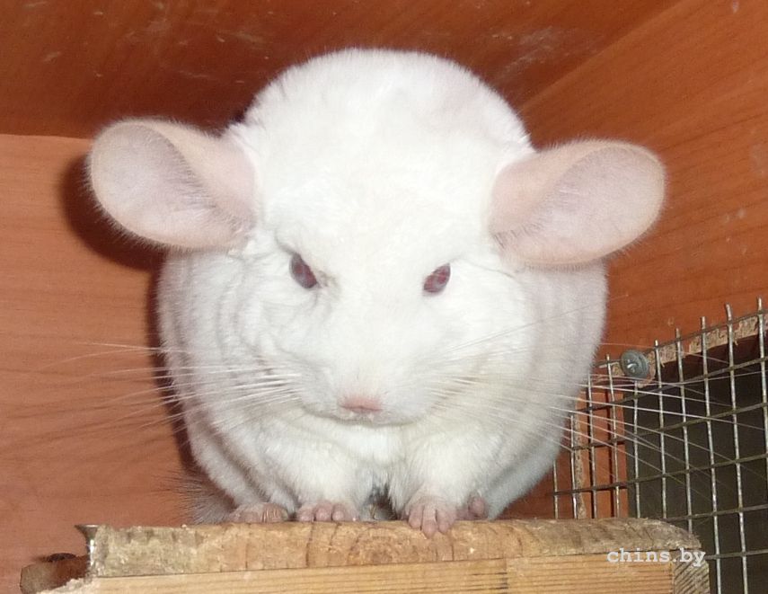 Бультерьер проснулся!....jpg