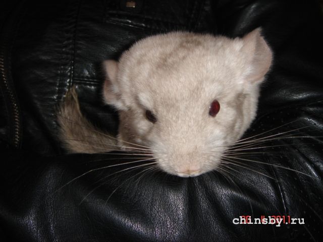 Изображение 1439.jpg