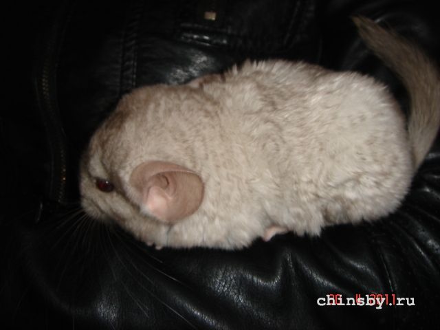 Изображение 1441.jpg