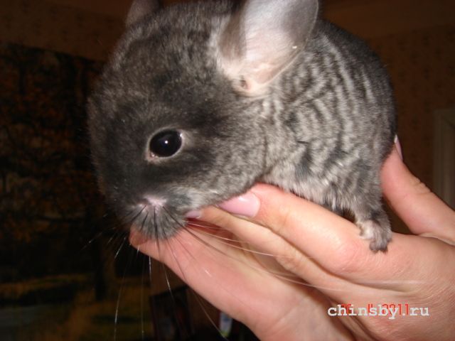 Изображение 1443.jpg