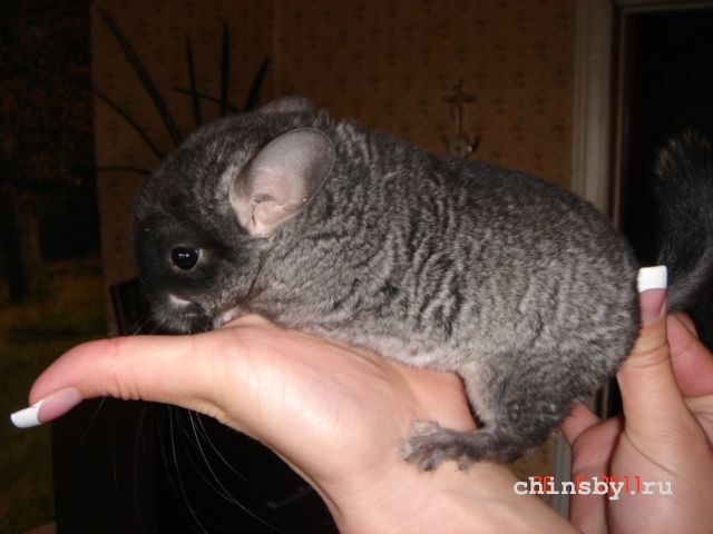 Изображение 1445.jpg