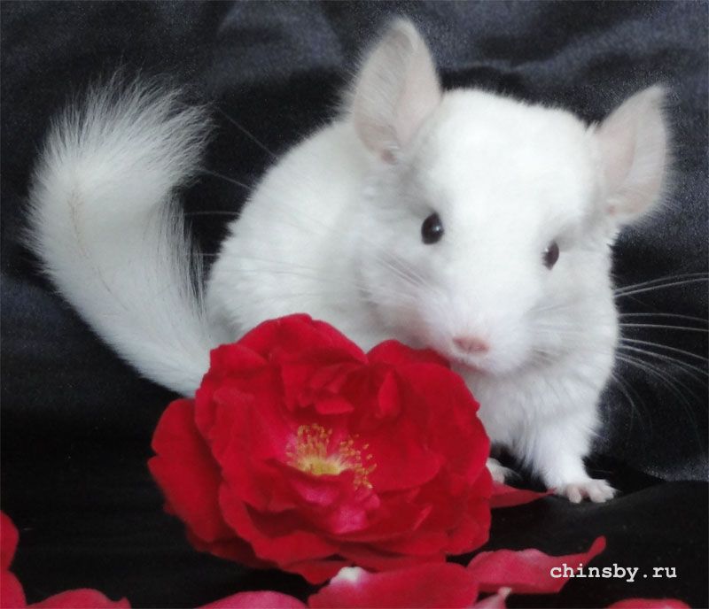 Без имени-5.jpg