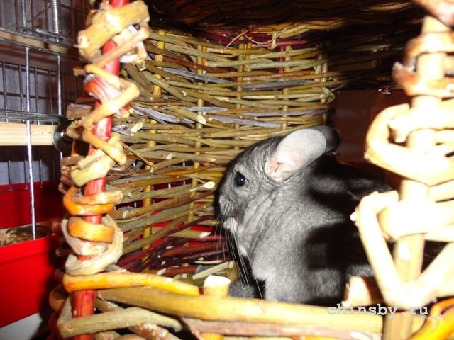 а ещё домик можно есть ))).JPG