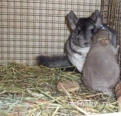 mehovoj standart mamma hetero beige un zefiram.JPG