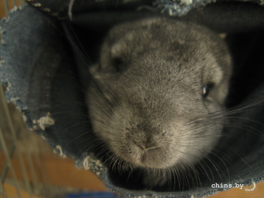 Ньюфаундленд_034