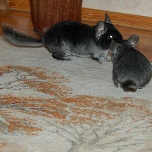 Симба+Фиона