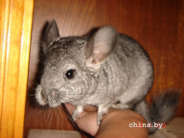 Он же-Сушкин