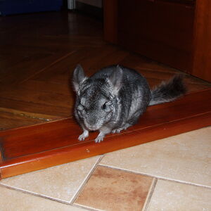 это я Николас