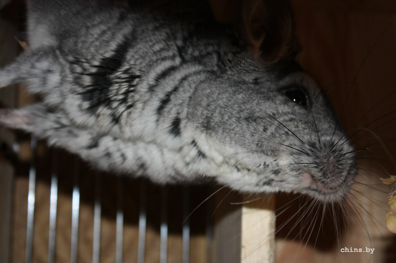 Изображение 541