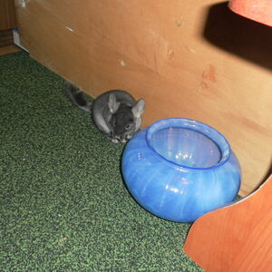 SAM_1454