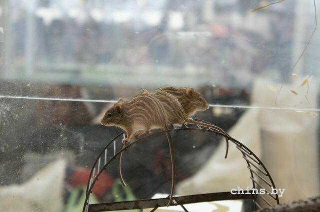 image087.jpg