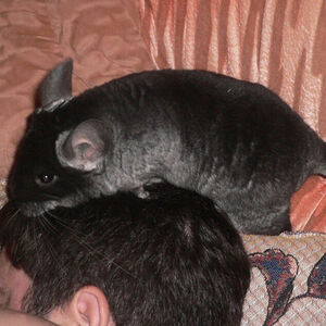 Пыня на голове