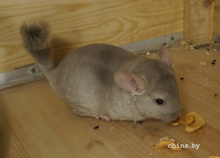 emi