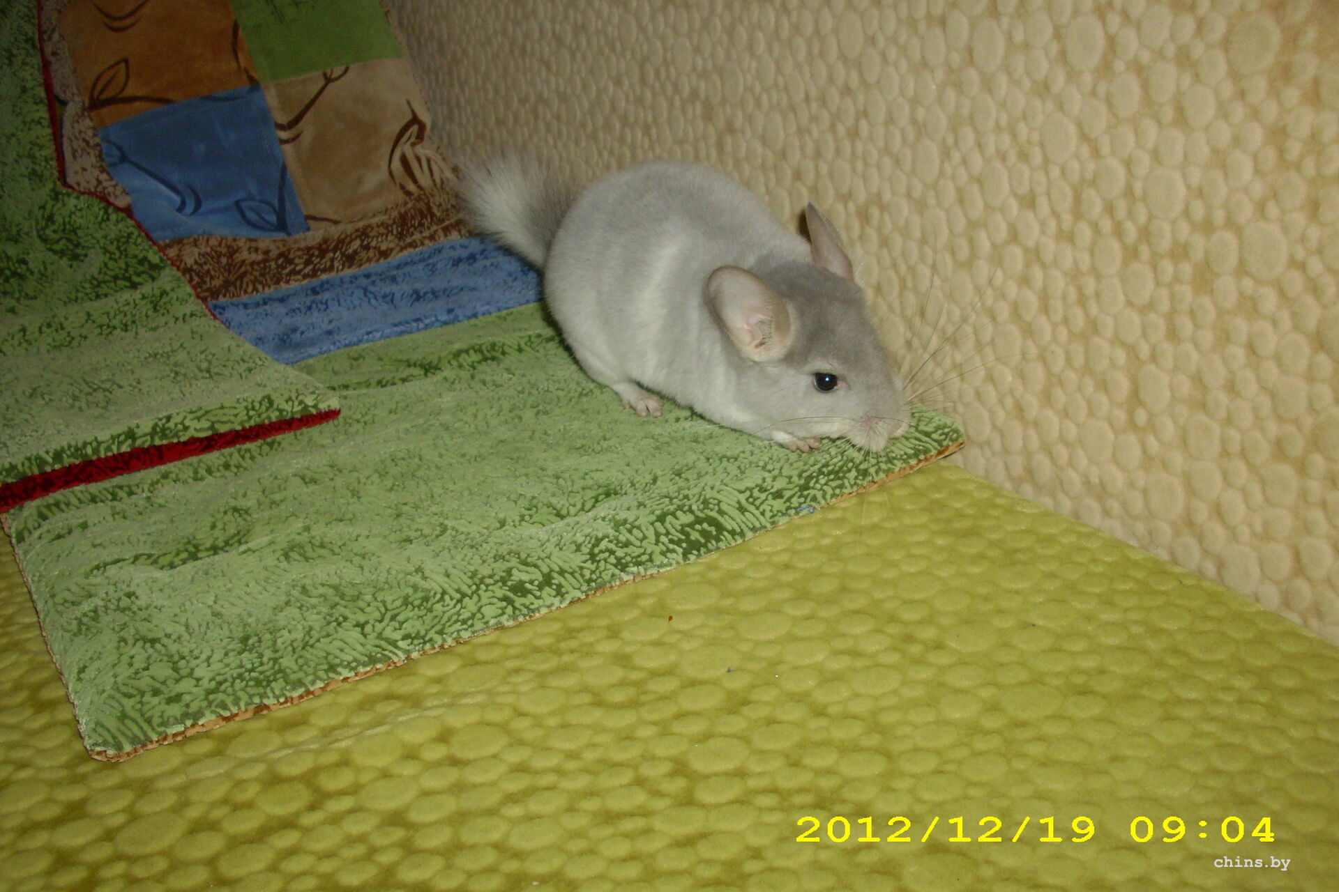 DSCI0094