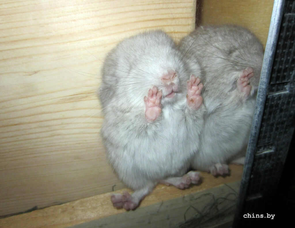 Луис и Леон - первые детки Цези