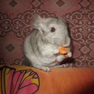 -Что тут у вас? -Яблочко ? Тогда попозируем.