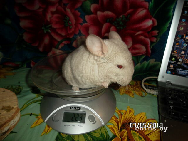 После ужина на весы