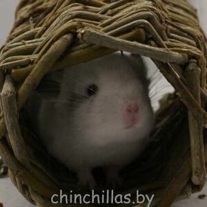 phoca_thumb_l_clipboard13