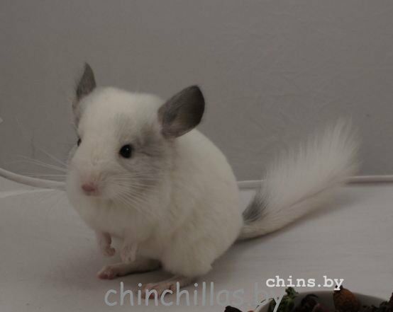 phoca_thumb_l_clipboard11