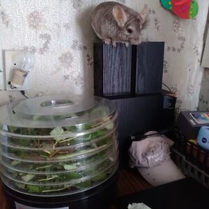 Пушистик-Клео