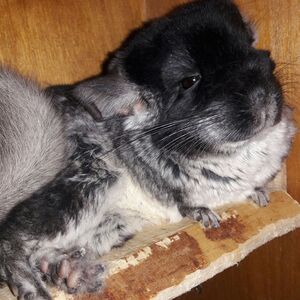 Пушистик-Клео