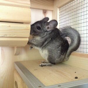 Джозинка-красавица