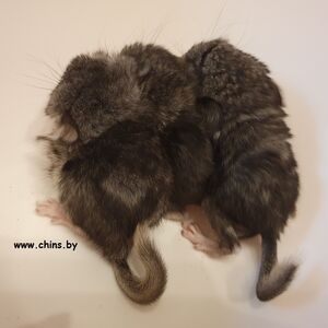 _04