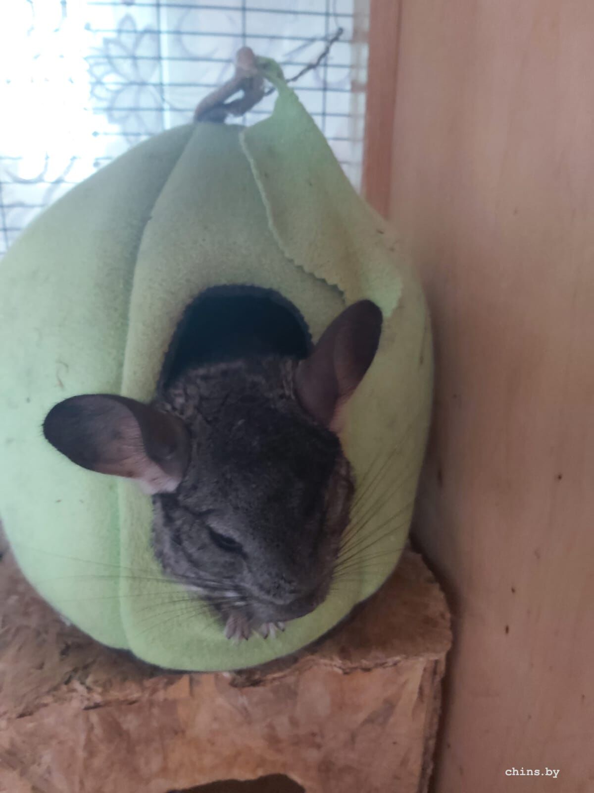 WhatsApp Image 2025-07-31 at 16.52.50