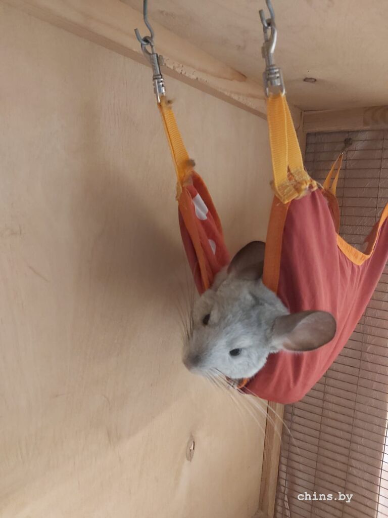 WhatsApp Image 2025-07-31 at 16.52.51