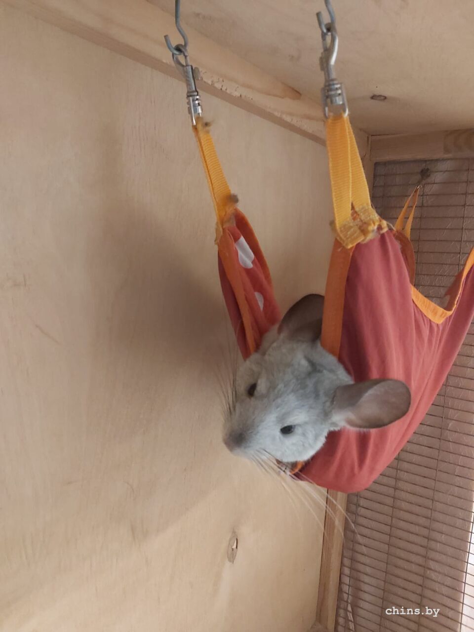 WhatsApp Image 2025-07-31 at 16.52.51