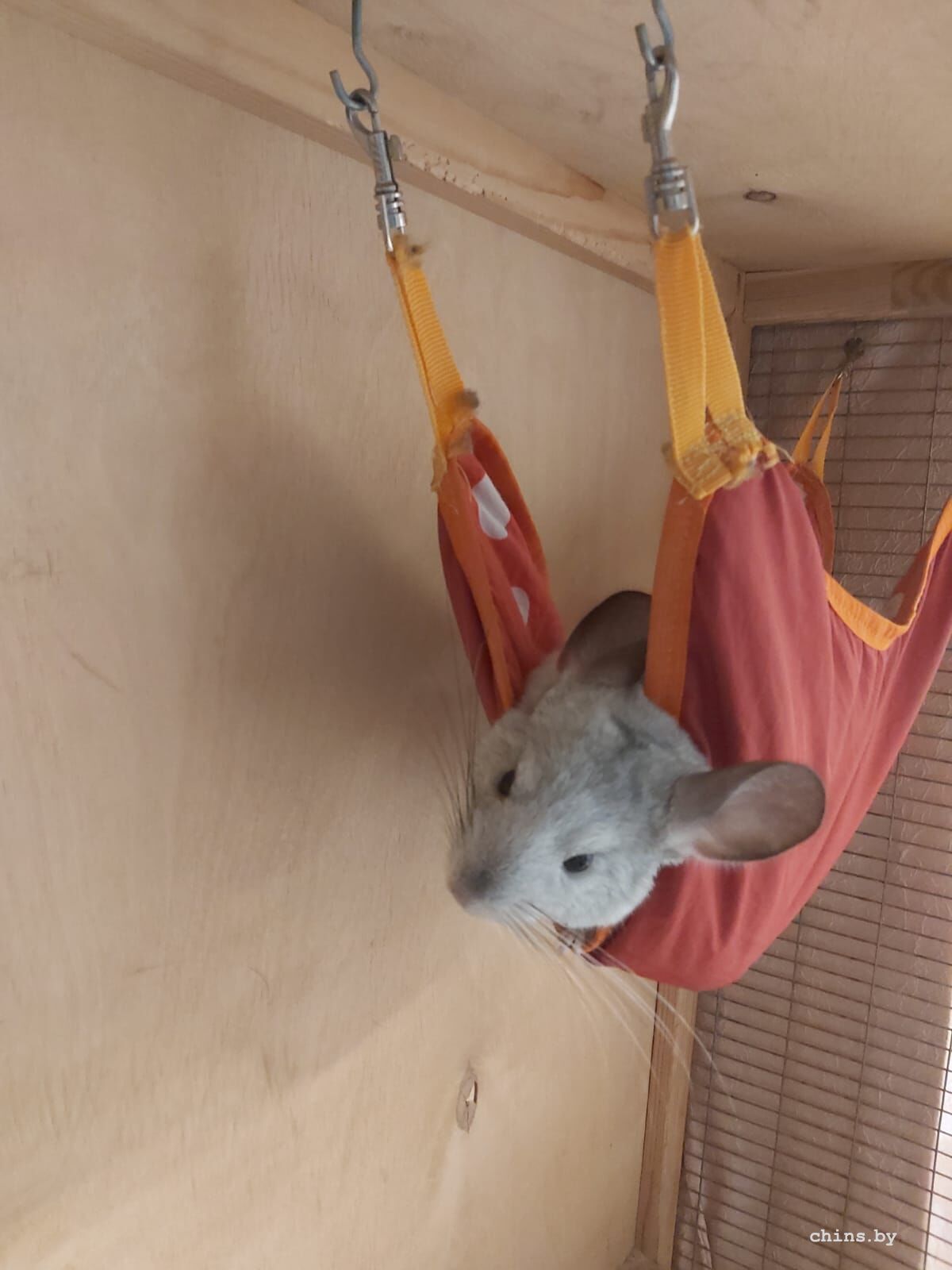 WhatsApp Image 2025-07-31 at 16.52.51