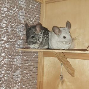 WhatsApp Image 2025-07-31 at 16.52.51 (1)